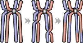13 Stanica majka, sa diploidnim brojem kromosoma (2n) 2n 2n 2n n n n n Četiri stanice kćeri sa haploidnim brojem kromosoma (n) Slika 3.6.