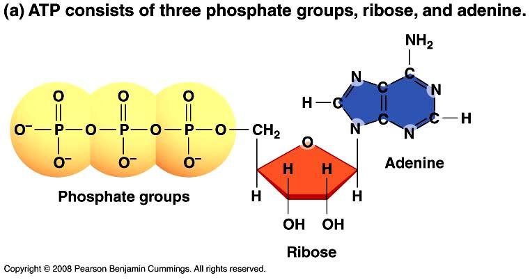 2.2. Adenosine triphosphate (ATP) - H/đ sống ở SV (v/động, h/thu dd, STH các chất, ph/chia TB, đều dùng ATP là nguồn NL.