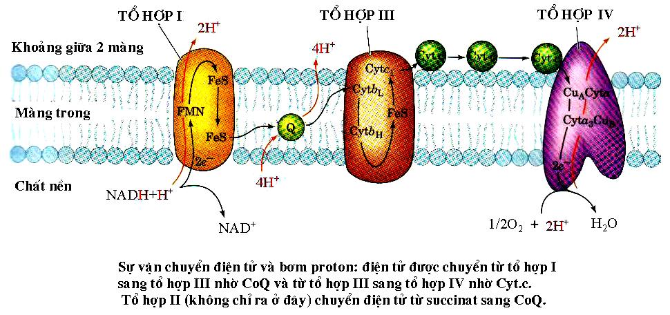 Tổ hợp I: NADH- CoQ reductase Tổ hợp II: Succinate - CoQ reductase