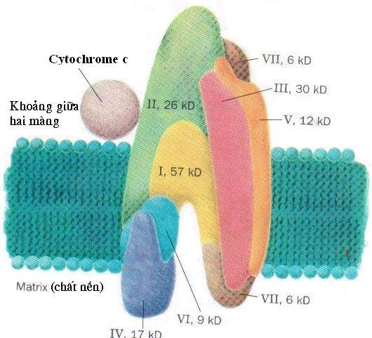 Tổ hợp IV (Cytochrome c oxydase): - V/trò: tách lần lượt 4e - từ 4cyt.