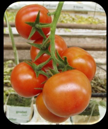 Плодови парадајза 14 дана после третирања (2 l/ha) Слика 9.