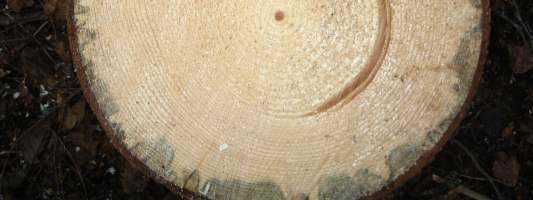 Puidukiudude seinad koosnevad peamiselt tselluloosist ja ligniinist. Seega on tselluloos, hemitselluloos ja ligniin peamised osad, millest puit koosneb.