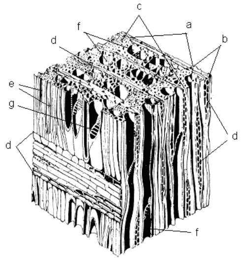 Lehtpuu makroskoopiline ehitus a kevadpuit; b sügispuit; c aastarõngas; d säsikiired; e puidukiud e-libriform; g f soon (redel-perforatsioon); f g sooned e juhttorud.