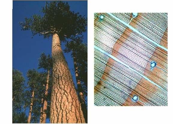 Joonis 21. Tugikoe ülesanne on toestada puud. Paremal ristlõige männi tugikoest (traheiididest, suurendus 100x).