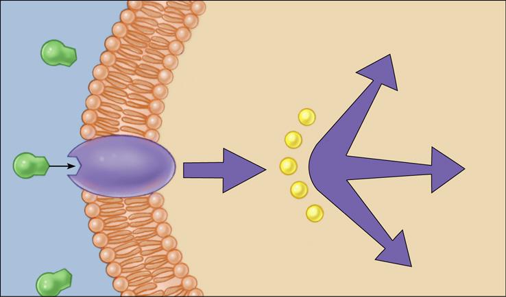 1) Hormoni netopivi u lipidima (minute/sati) izvanstanična tekućina citoplazma hormon drugi glasnik višestruki biološki učinci receptor