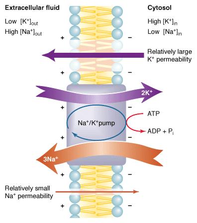 Svaka stanica: selektivna propusnost membrane +