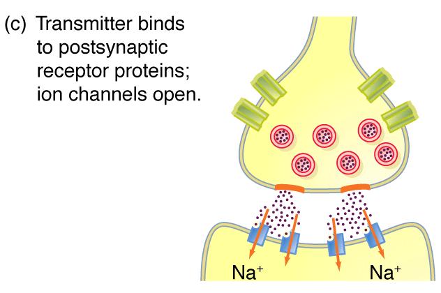 SINAPSA: presinaptički neuron + postsinaptička stanica + sinaptička pukotina Neurotransmitori