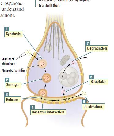 neuronu (mišićnoj ili žljezdanoj st.