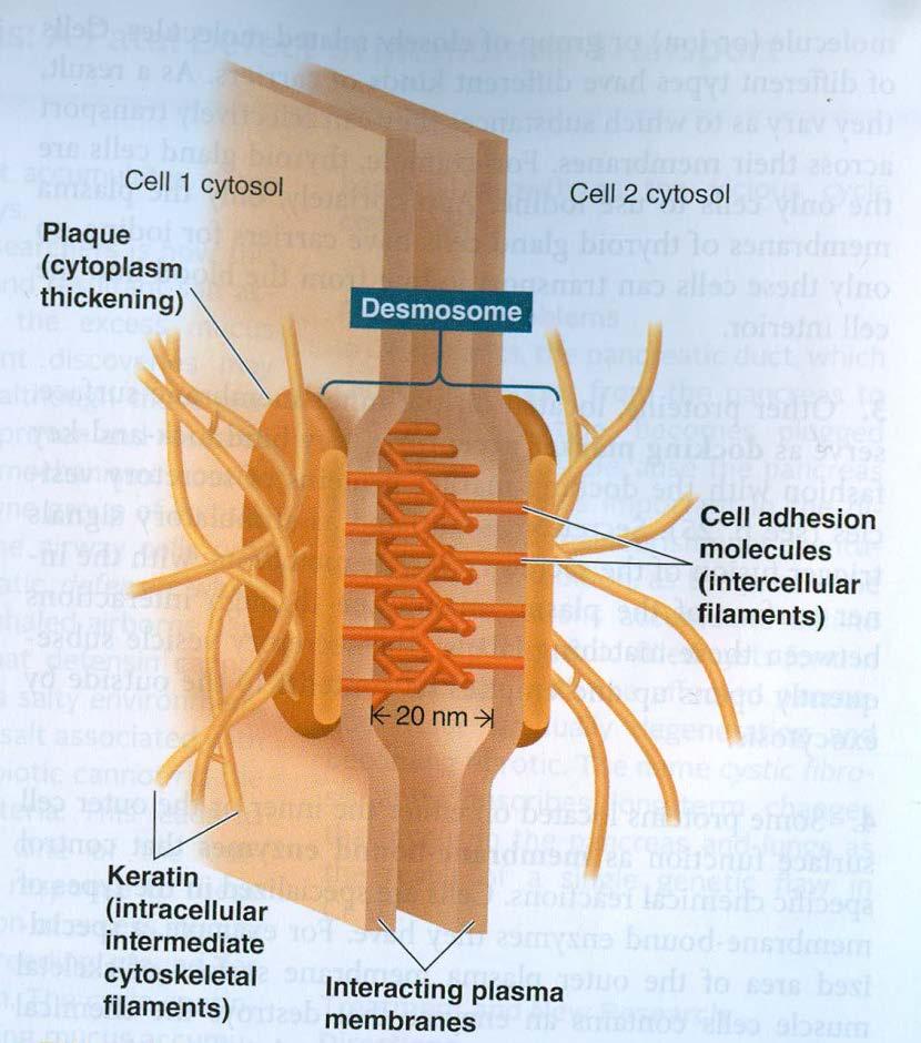 3) Stanični spojevi: a) Prijanjajući spojevi dezmosomi zadebljanja citoplazme