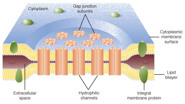 b) spojevi s pukotinom (gap junctions) - koneksoni (6 koneksina) anorganski ioni,