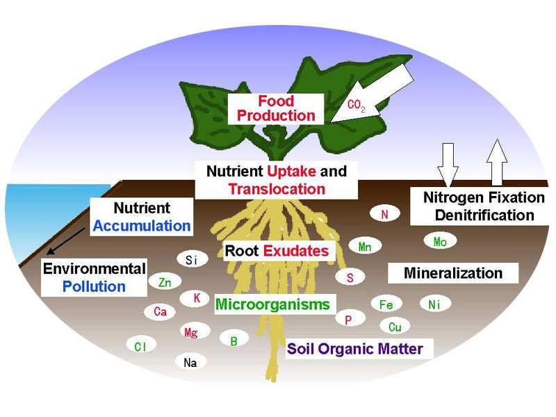 Biljke usvajaju biogene elemente iz spoljašnje sredine