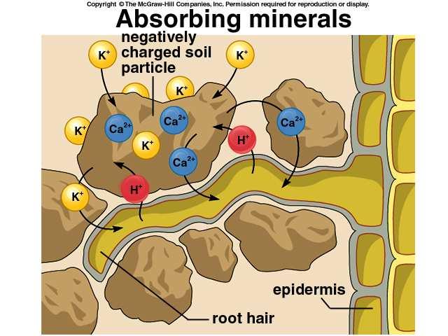 Mehanizam usvajanja jona preko korena Transport jona na površinu korena Joni kojih ima više e u