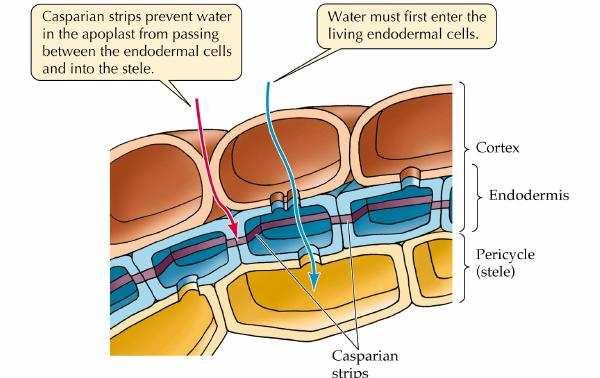 Mehanizam usvajanja jona preko korena Transport jona kroz plazmalemu u citoplazmu Kasparijev pojas sprečava tok vode kroz
