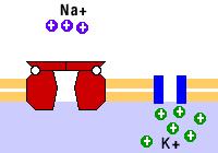 Mehanizam usvajanja jona preko korena Jonski kanali Specifični transmembranski proteini kroz koje joni prolaze pasivno niz elektrohemijski gradijent -