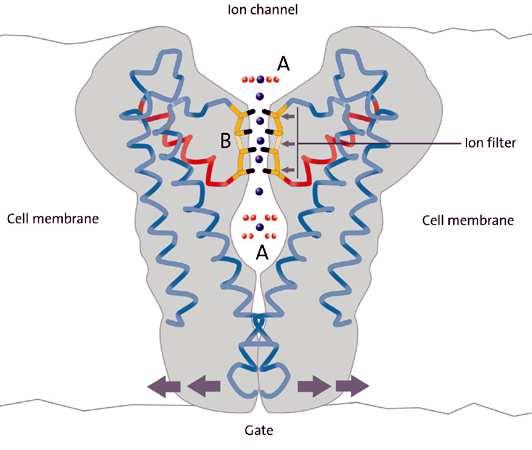 Pasivan transport t jona kroz membrane Prosta olakšana ana difuzija - Transport preko jonskih kanala (pora) u membrani Membrana Jonski kanal Jonski
