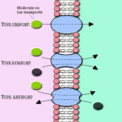 Pasivan transport t jona kroz membrane Olakšana ana difuzija - Transport koji se odvija u pravcu pada ψ π uz pomoć nepokretnih transmembranskih proteina prenosioca (translokatori, permeaze).