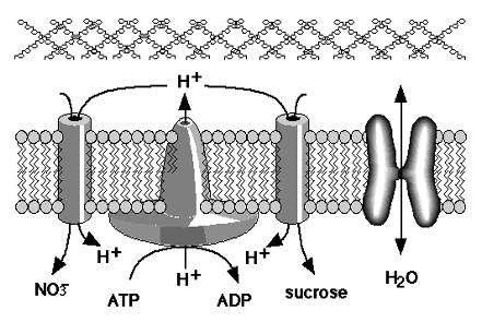 Aktivan transport t jona kroz membrane Transport anjona odvija se simportno - pomoću u ATP-aze stvoreni gradijent protona omogućuje uje da kompleks anjona