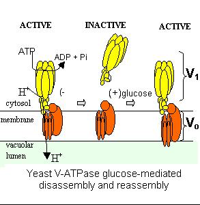 Aktivan transport t jona kroz membrane Endomembranske ATP-aze