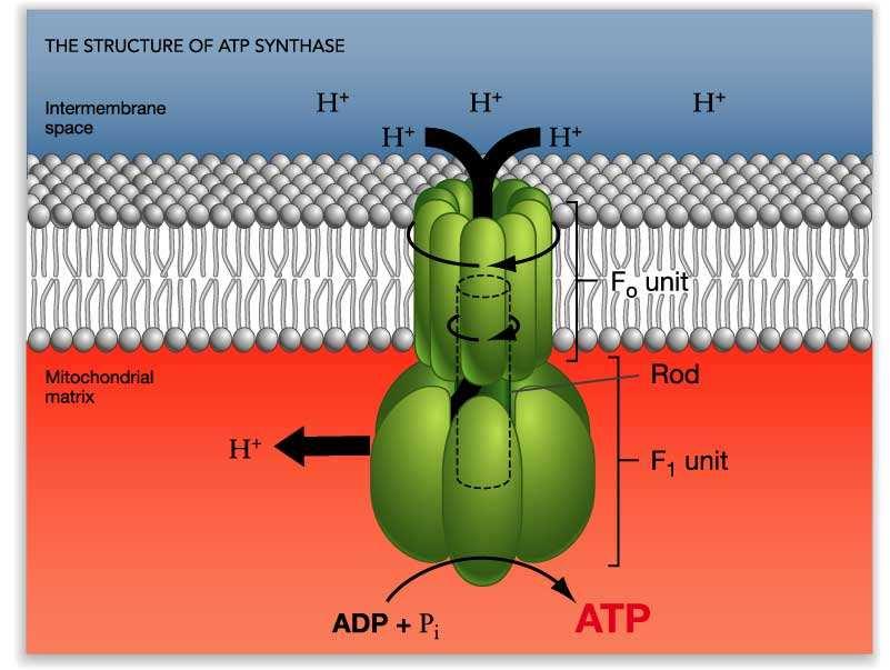 iz F 0 F 1 ATP-aze transportuju H + kroz unutrašnje nje membrane