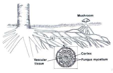 Rizosferna mikroflora Mikoriza simbiotska zajednica micelijuma gljiva sa korenom