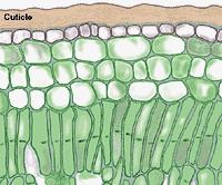 Usvajanj ajanje jona i molekula preko lista Ćelijski zid epidermalnih ćelija lista - prepreka pri usvajanju jona: materije koje su prošle kroz kutikulu nailaze na ćel.