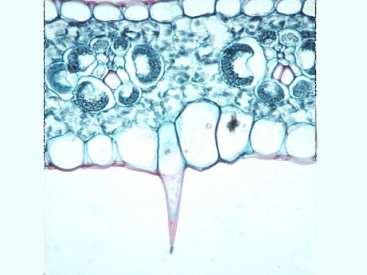 Ima ih najviše e u zidovima epidermalnih ćelija, u ćelijama zatvaračicama (naročito oko stominog otvora), u zidovima ćelija dlačica i zidovima ćelija oko provodnih sudova.