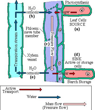 Transport jona na veće e rastojanje Uzlazni transport: Ksilem (samo uzlazno - ascendentno); Floem (u oba smera - ascendentno i descendentno).