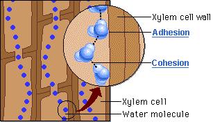 materija kroz floem odreñen en je potrebom organa i tkiva. Transport izmedju ksilema i floema - transfer ćelije.