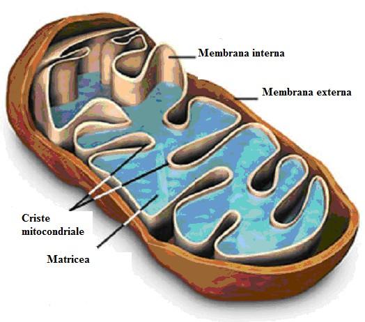 Mitocondriile Definitie: Mitocondriile sunt organite celulare de forma ovala, delimitate la exterior de o membrana dubla si care au capacitatea de a se inmulti prin diviziune.