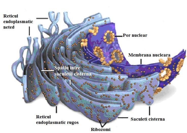 Reticulul endoplasmatic Definitie : Reticulul endoplasmatic este un organit celular alcatuit din canalicule, vezicule si cisterne ultramicroscopice, invelite de o membrana simpla, licoproteica,