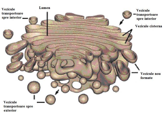 Complexul Golgi Definitie: Complexul Golgi este un organit celular alcatuit din cisterne turtite, tubuli si vezicule, acoperite de o memebrana simpla.