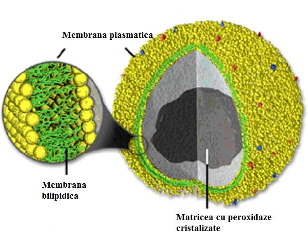 Peroxizomii Definitie: Peroxizomii sunt organite celulare sferice sau elipsoidale, acoperite la exterior de o membrana simpla, iar la interior cuprinzand matricea fin granulara, care contine
