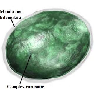 Lizozomii Definitie: Lizozomii sunt formatiuni sferice, delimitate la exterior de o membrana trilamelara, iar in interior contin granule ce constituie suportul enzimelor.