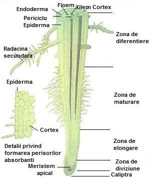 Radacina adacina reprezinta organul vegetativ care are rolul de a absorbi apa si sarurile minerale asigurand nutritia