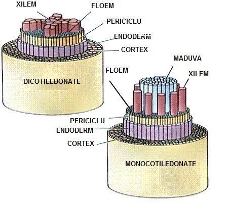 STRUCTURA RĂDĂCINII LA