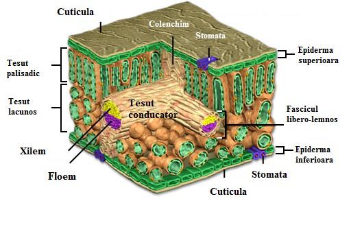 Structura