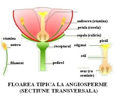 Organele de reproducere Floarea este organul care s-a format din axe