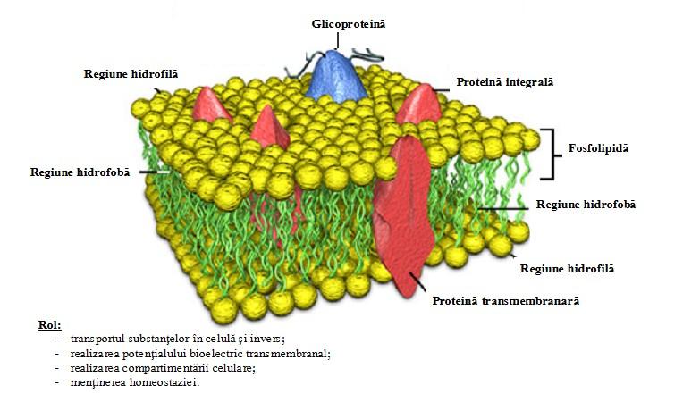Membranele plasmatice sunt reprezentate de plasmalema, care limiteaza la