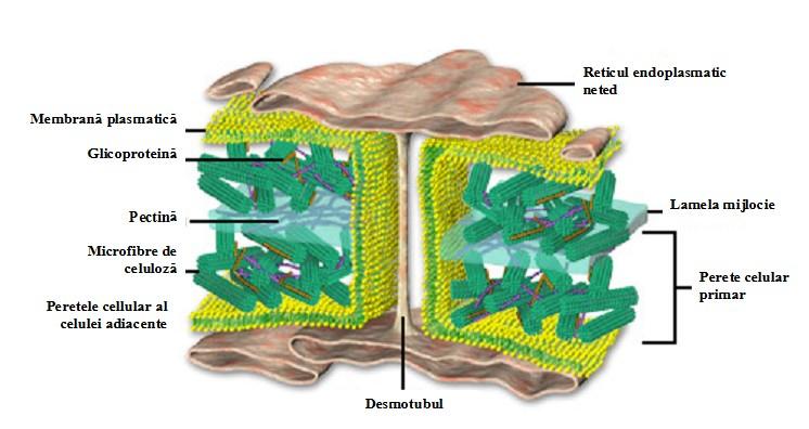 Structura