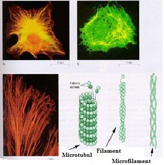 Citoplasma reprezinta o masa coloidala, translucida, hialina, invelita la exterior de plasmalema si in care se gasesc organitele celulare si una sau mai multe vacuole.