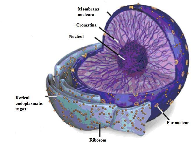 Organitele celulare Rol: Nucleul este centrul kinetic al celulelor, declan]@nd procesul de diviziune celular`, care se poate realiza pe cale: amitotic` (strangularea direct` a nucleului ]i a