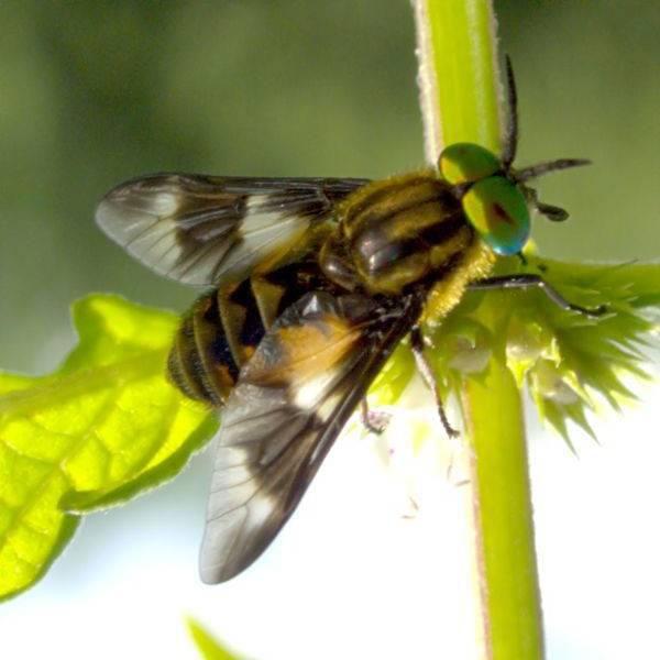 Tabanidae