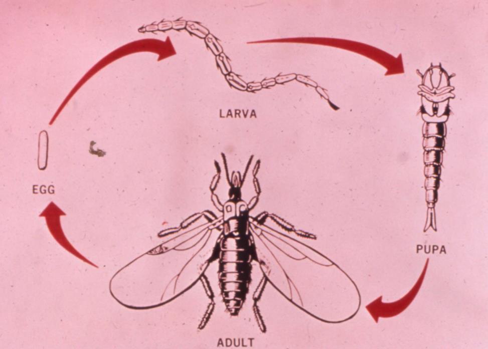 Ceratopogonidae Π ο ύ φ ς ί ς σ ά,