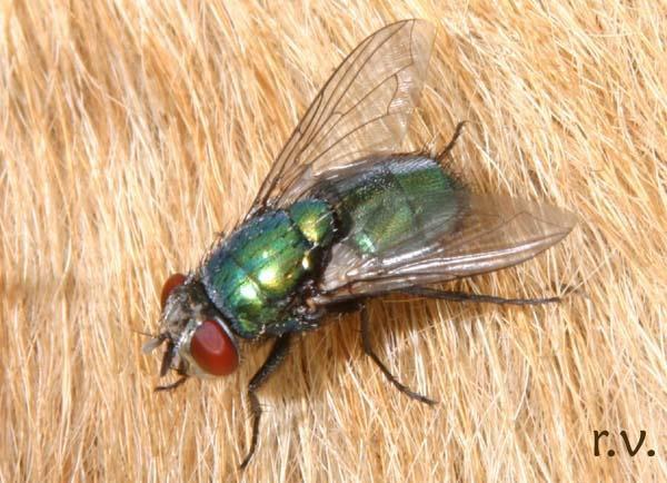 Calliphoridae, άσι ς ύ ς α ά