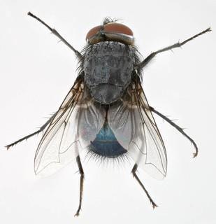 Calliphora (blue