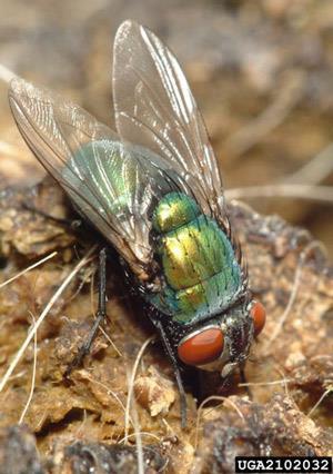 Lucilia (common green bottle fly) ιές σ όβα α ί ς.