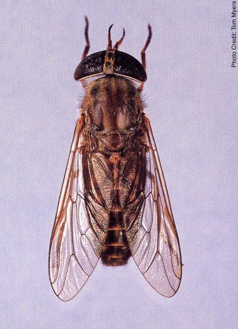 Tabanidae