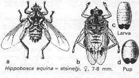 Hippobosca equina Π οσβά ι ι