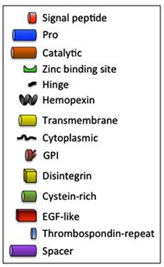 ADAMTS$$$(ADAMs$with$Thrombospondin$moJfs$ aktivacijelatentnihdomen pogostosepovečatopnost