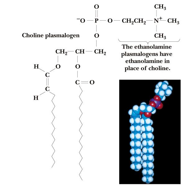 Membranski plazmalogen 1-alkil-2-acil-glicerofosfoholin Holinski